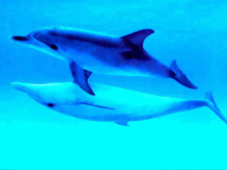 Lanaispinner_dolphin