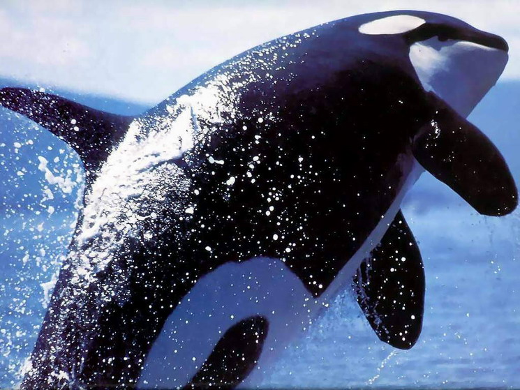 Lanaispinner_dolphin