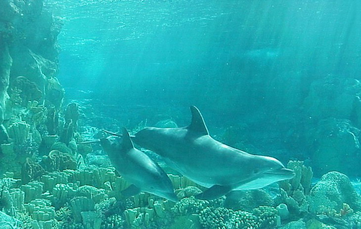 Lanaispinner_dolphin