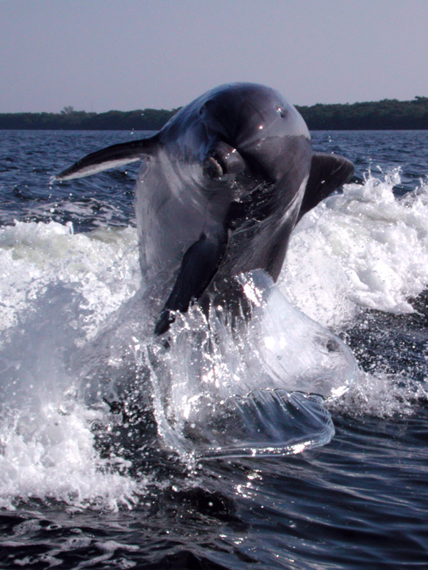Lanaispinner_dolphin