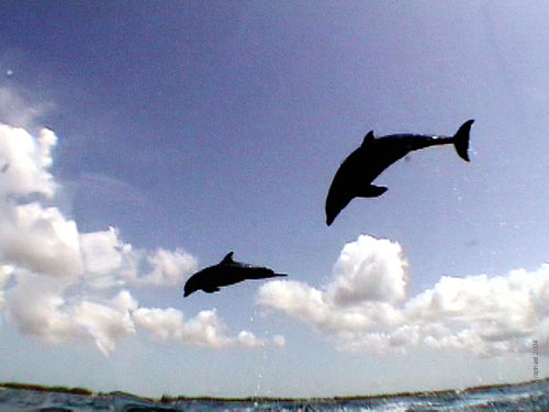 Lanaispinner_dolphin