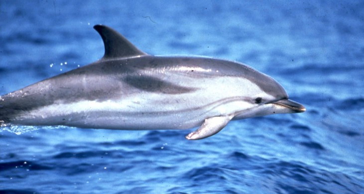 Lanaispinner_dolphin