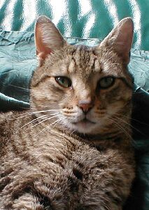 tom