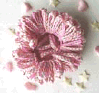 pinkscrunchy.GIF - 8940 Bytes