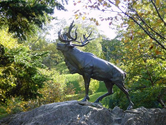 The Woodland Caribou