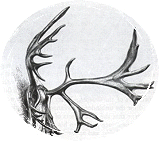 caribou horn