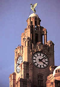 Liver Bird