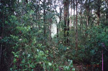 Green Point