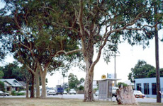 Bill Curry Park
