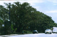 Wa;llsend Trees - from this...