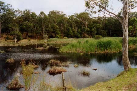 Tank Paddock