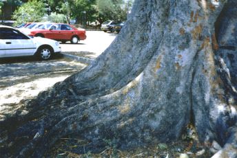 With trunks like this, I ask you , will I fall?