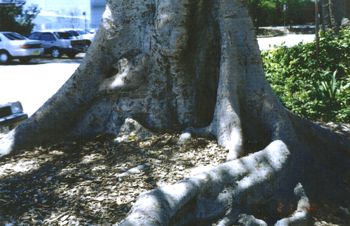 A serpent weaves along the ground towards you, do you reply?
