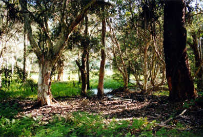 Wooded Wetland