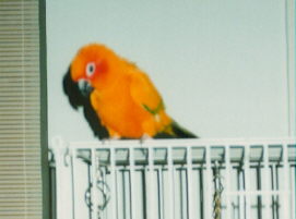 Nacho, the Sun Conure