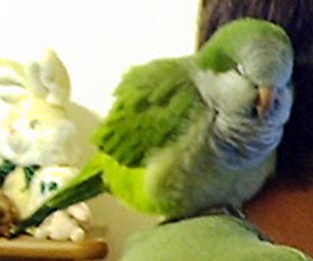 A Quaker Parrot named Ron and his friends.  CLICK HERE!