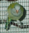 Ron, the Quaker Parrot