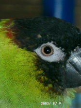 Hi, I am precious Paco, click on me to see more of my&nbsp; pictures