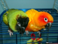 We are really Love Birds and not Conures