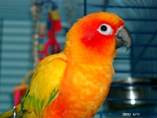 I am Nino, click on me to see more of my beauty. I am named after El Nino