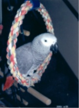 I love to swing