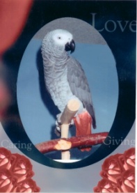 How Beautiful Bird I Am