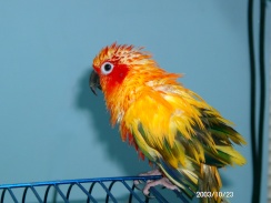 Wet but still a pretty boy