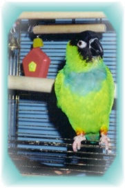 I'm Momma's Very First Birdie Baby