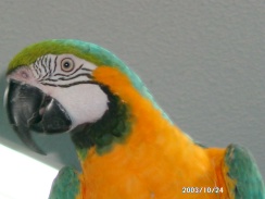 This is more like the Eagle eye
