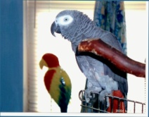 I just hat the bird staring at me all day