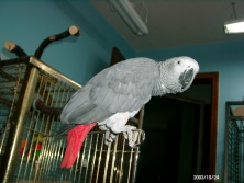 Watch the birdie