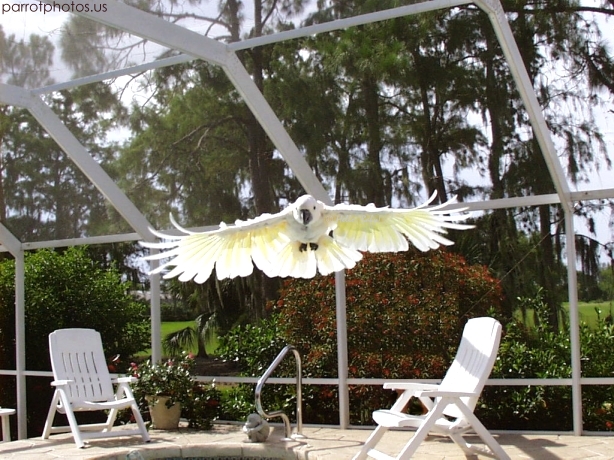 If you like parrots you'll love our site!!