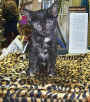 Black Cat.jpg (62233 bytes)