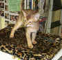 Brown Kitten.jpg (59851 bytes)
