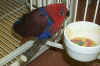 Eclectus.jpg (77808 bytes)