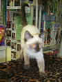 Siamese.jpg (71173 bytes)
