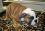 Wrinkly Puppy.jpg (67366 bytes)
