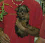 Yorkie.jpg (39477 bytes)
