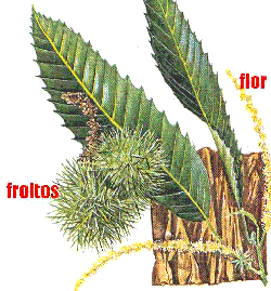 Folla, flor e froito de casti�eiro