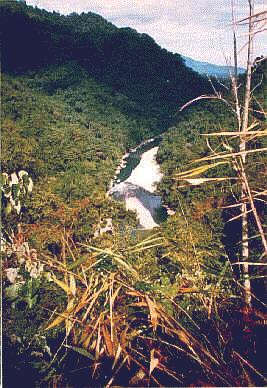 Namdapha Forest 