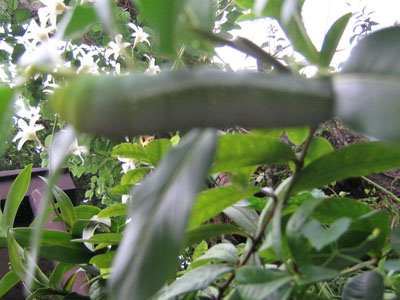 A caterpillar!