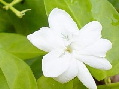 Philippine National Flower