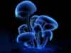 Fluorescence