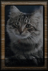 Charlie Cat
