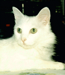 daisy
