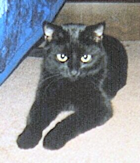 ebony black cat