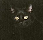 ebony black cat