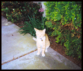 Lucky Boy Cat