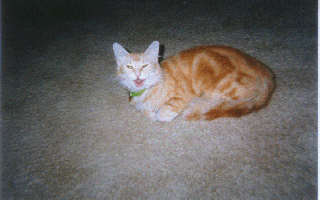 pasha my cat