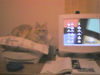 Me on my special resting place after my vet trip. 2-12-99